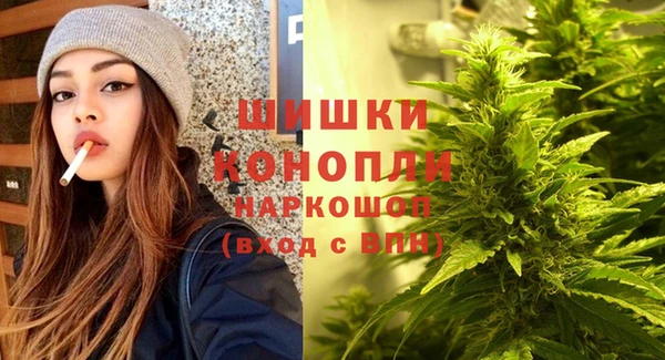прущие грибы Новозыбков