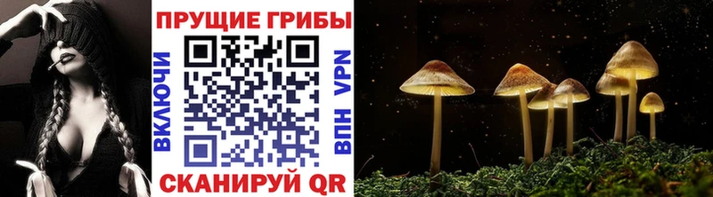 Псилоцибиновые грибы GOLDEN TEACHER  Санкт-Петербург 